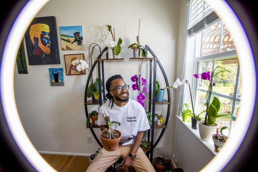 Torrance, CA - April 13: Terry Richardson, aka OrchidWhisperer19 and The Black Thumb on Instagram with his orchids at his Torrance home Wednesday, April 13, 2022. Terry is a wound care physical therapist by day (works at USC University Hospital Keck Medical Center, where he got his degree) who grew up around plastic plants and killed his first orchid... a gift his wife Chelsea brought home. But he found a sad orchid outside a dumpster in his apartment complex and decided to try and rescue it, and18 months later, when it bloomed, he named her Penelope because her flowers looked like Penelope. He started an Instagram page, @orchidwhisper19, where he discusses all kinds of tips for keeping orchids alive and thriving. He now had around 35-40 orchids in various states of health and started giving workshops in orchid care. Terry demonstrate repotting tips and other care tips. (Allen J. Schaben / Los Angeles Times)