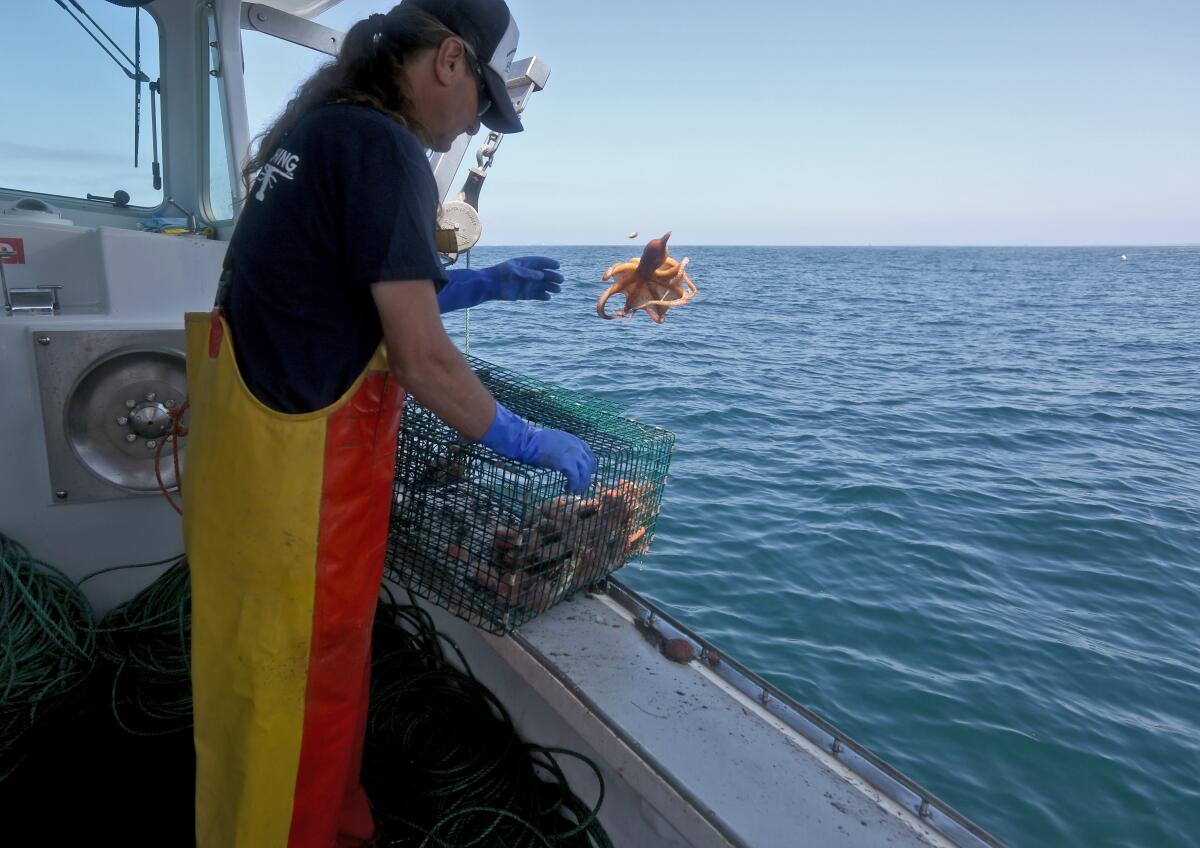 Boat owner and captain Marco Voyatzis throws a live octopus caught in a prawn trap back into the Pacific Ocean.