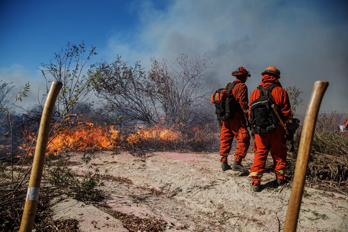 Inmate firefighters work to slow down the spread of the Maria fire 