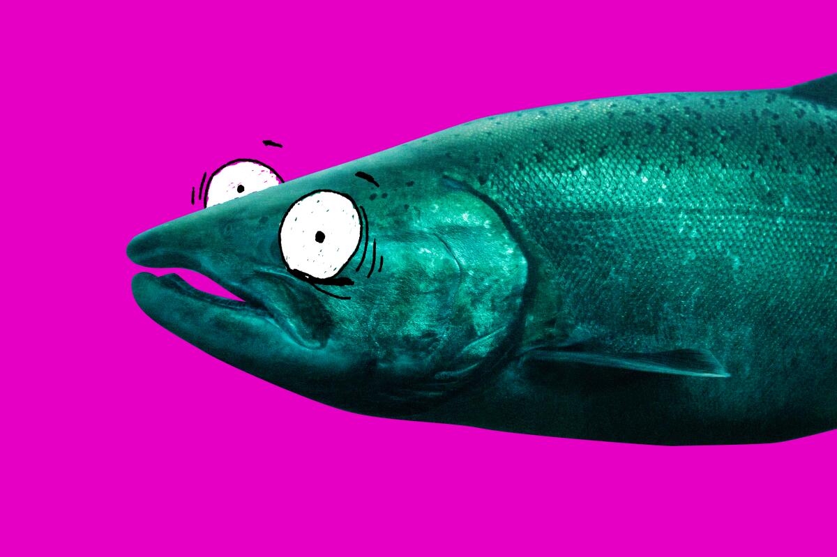 Photo illustration of a salmon with shocked cartoon eyes on a bright pink background.