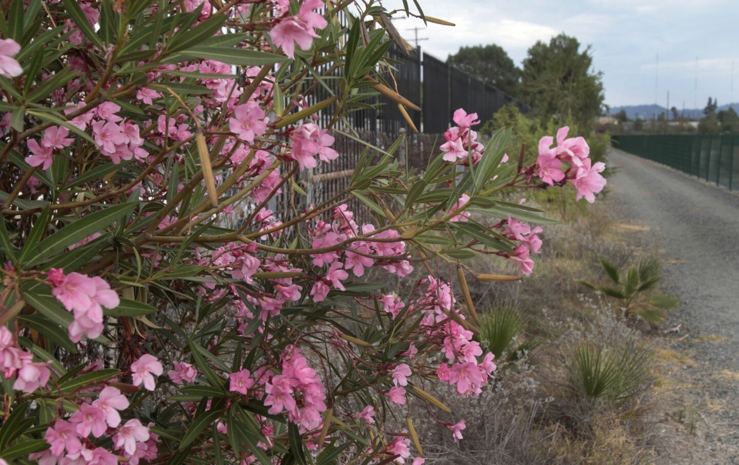 A pink oleander bush is in bloom along the concrete channel. The channel carries flood overflow from Hansen Dam, nine miles away.