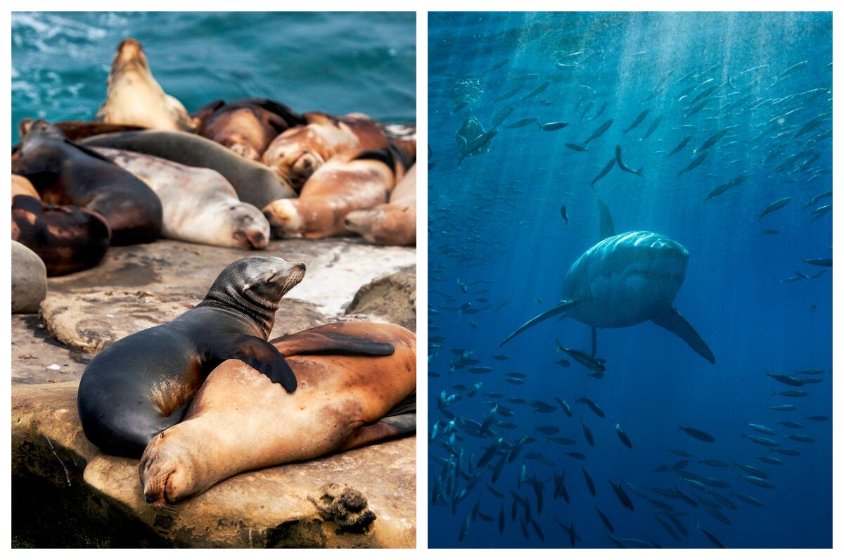 Was a dead sea lion that washed ashore in La Jolla attacked by a great white shark?