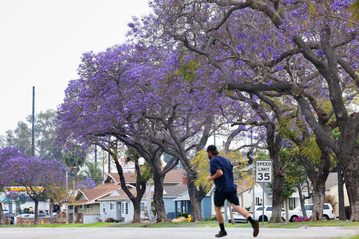 A person runs alongside a row of jacaranda trees. 