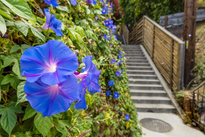 LOS ANGELES, CA - AUGUST 01: (12 and 13 COMBINED. PROSPECT WALK AND RADIO WALK. WALKS #30, 31). Colorful blooms on the Prospect Stairs on Monday, Aug. 1, 2022 in Los Angeles, CA. (Myung J. Chun / Los Angeles Times)
