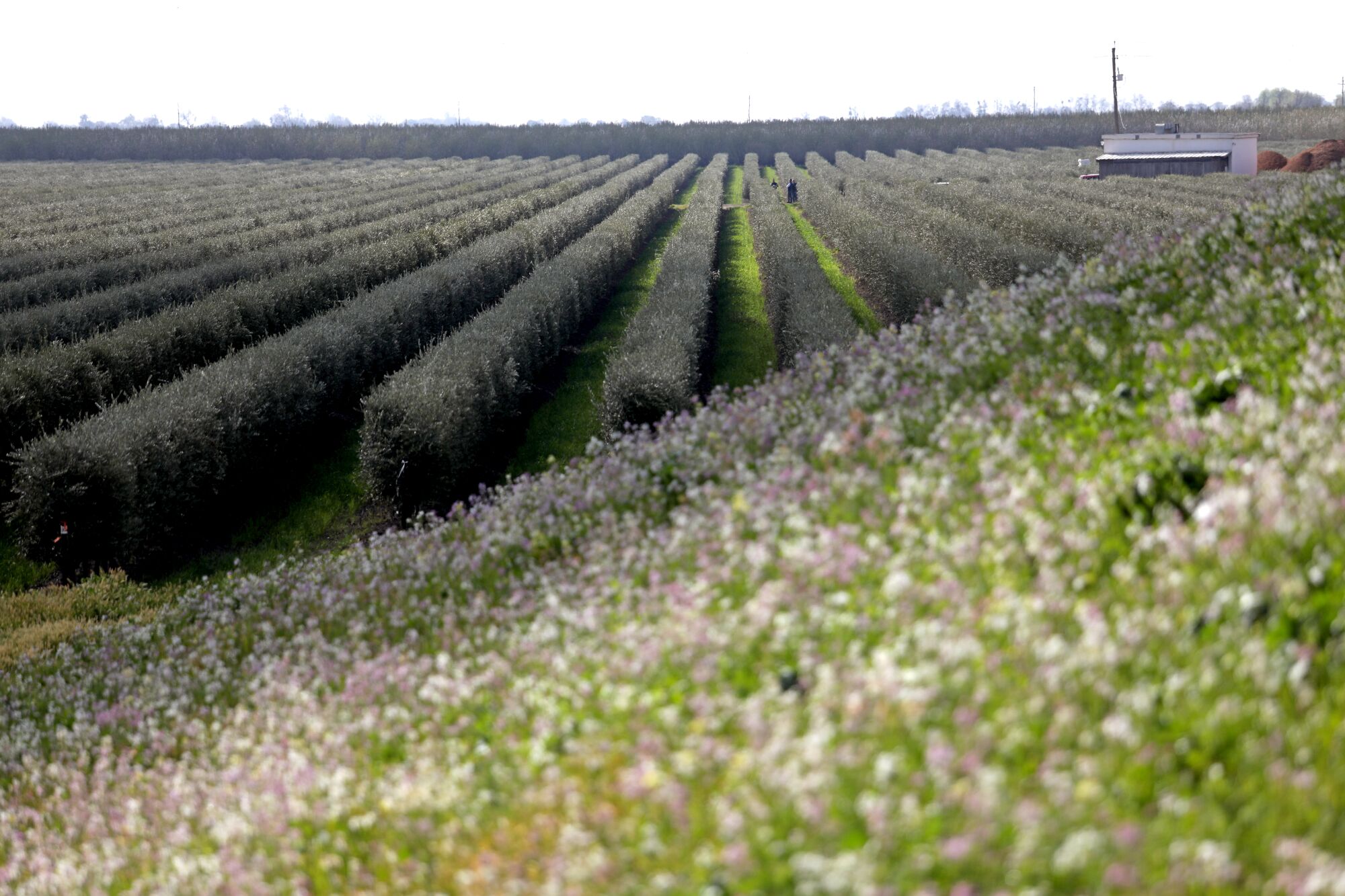 California Olive Ranch contracts with this super-high-density olive grove in Thornton, Calif.