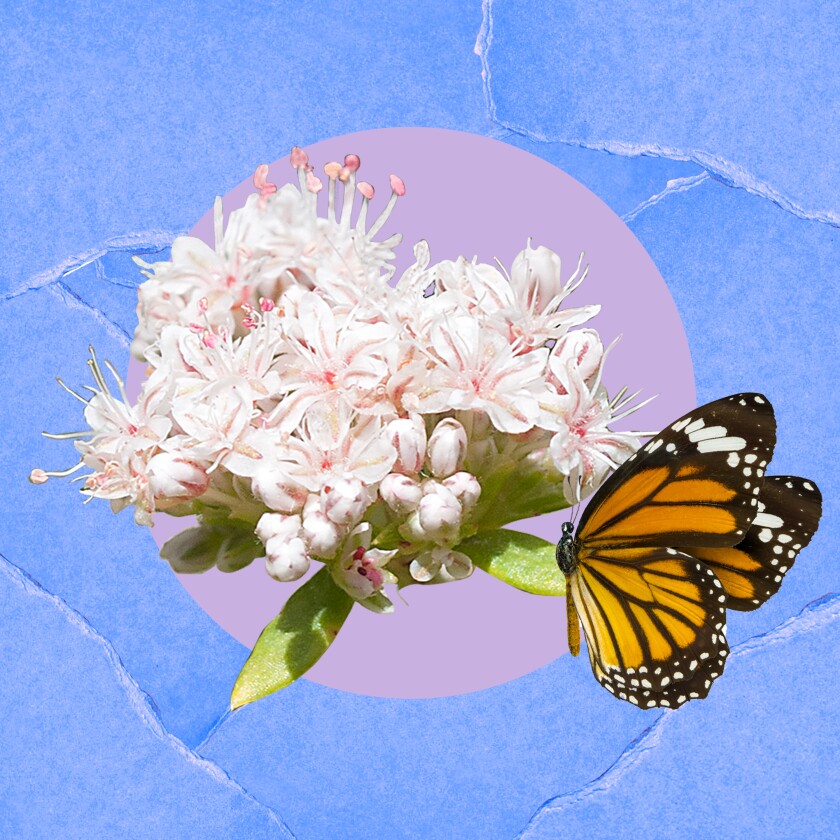 Butterfly with milkweed