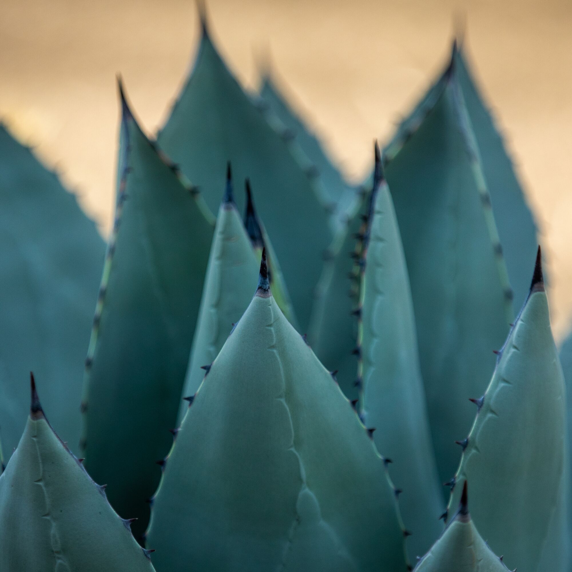 A closeup photo of the spike-tipped leaves of an Agave truncata