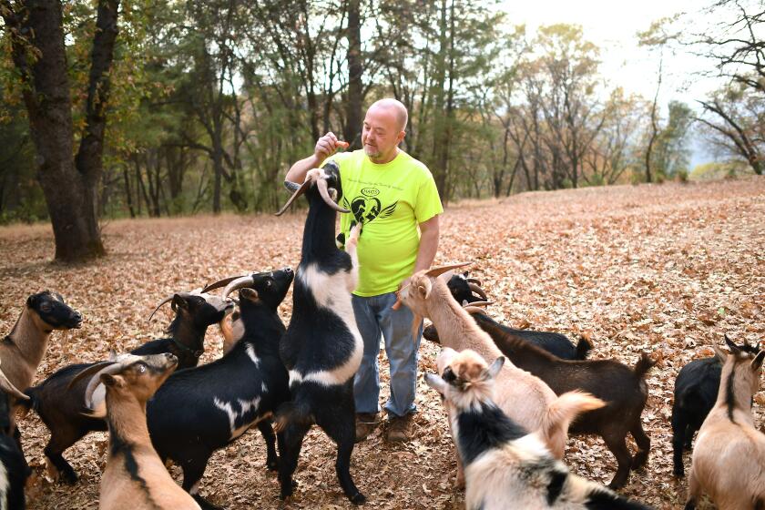 GRASS VALLEY, CALIFORNIA NOVEMBER 21, 2019-Jim Clark feeds his goats at his new home in Grass Valley, California. Jim and his wife escaped the Camp Fire in Paradise although their home burned down. (Wally Skalij/Los Angerles Times)