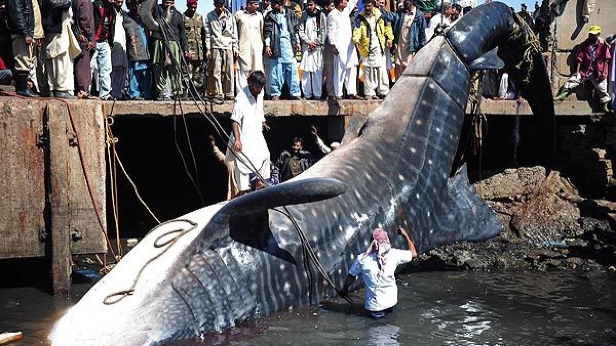 worlds biggest whale ever caught