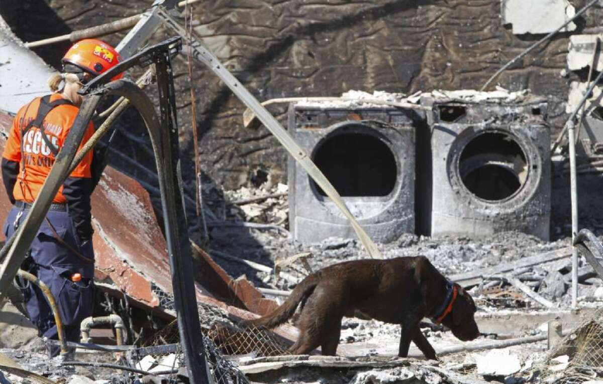 The toll of greed and stupidity: A search dog looks for survivors of the 2010 blast of a PG&E; pipeline in San Bruno.
