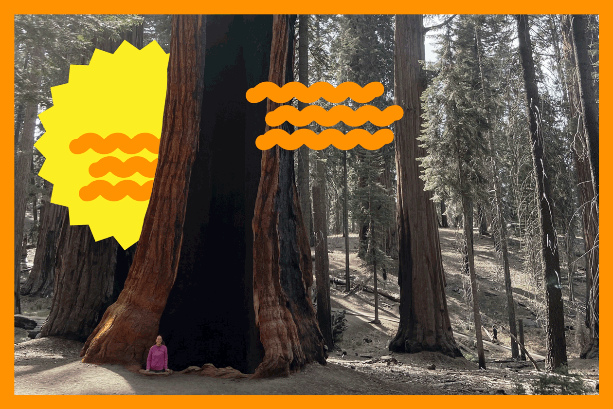 A woman is dwarfed by a giant sequoia, with moving illustrated squiggly orange lines and a yellow sun-like figure.