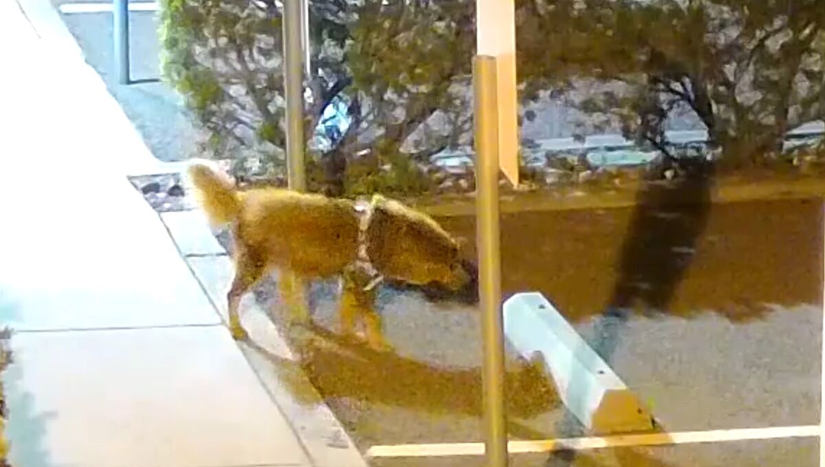 This dog was left Monday night at the Helen Woodward Animal Center.