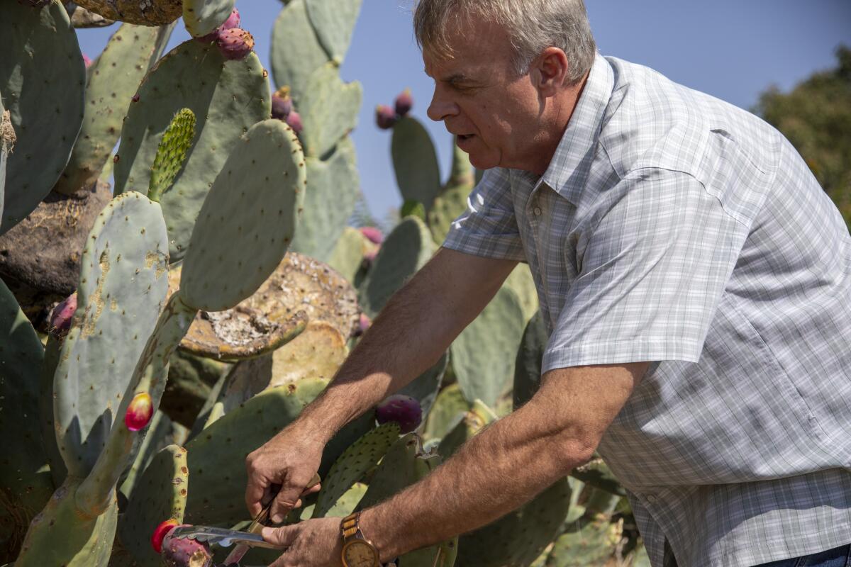 A man clips a prickly pear off a large cactus