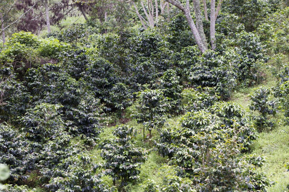 Fotografía del 20 de junio de 2015, de una plantación de café en el pueblo de San Juancito, al noreste de Tegucigalpa (Honduras). El cambio climático que afecta al mundo obligará en pocos años a sembrar el café de buena calidad unos 300 metros más arriba que ahora, dijo el director ejecutivo de la Asociación Coordinadora Indígena y Campesina de Agroforestería Comunitaria de Centroamérica (ACICAFOC), Alberto Chinchilla.