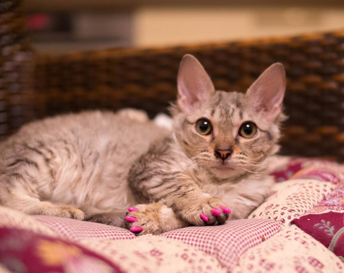 What Cat Breeds Don'T Scratch Furniture: Top Scratch-Proof Cats