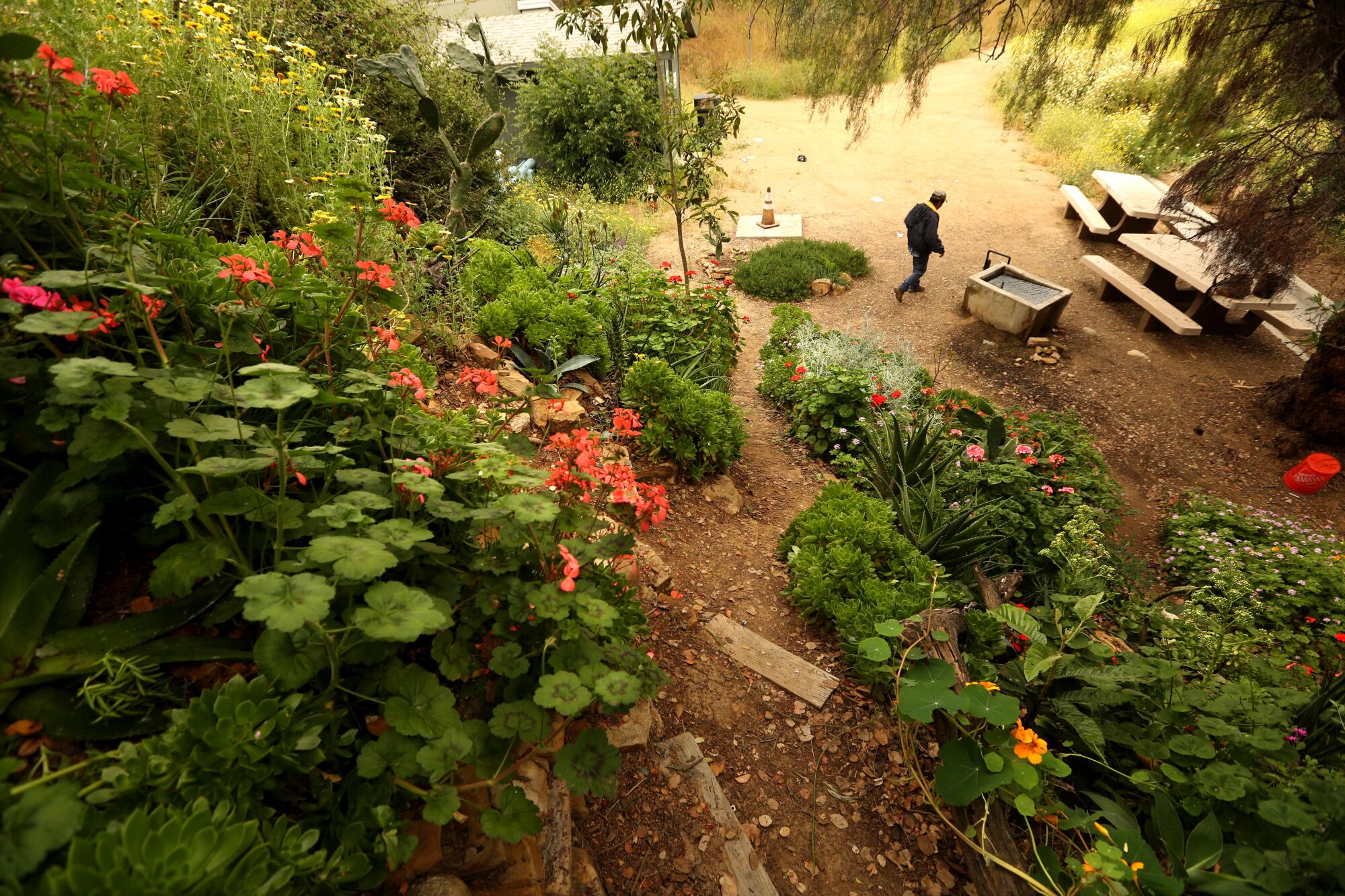 A man walks at the base of a red and green hillside garden.