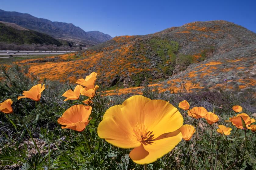 Lake Elsinore, CA - February 07: A close-up view of the spring California Poppies and wild flowers blooming early this year in the wake of major winter rainfall, which are covering patches of the upper slopes of Walker Canyon in Lake Elsinore Tuesday, Feb. 7, 2023. Poppies didn't blanket Walker Canyon hillsides in the past three years due to the drought. (Allen J. Schaben / Los Angeles Times)