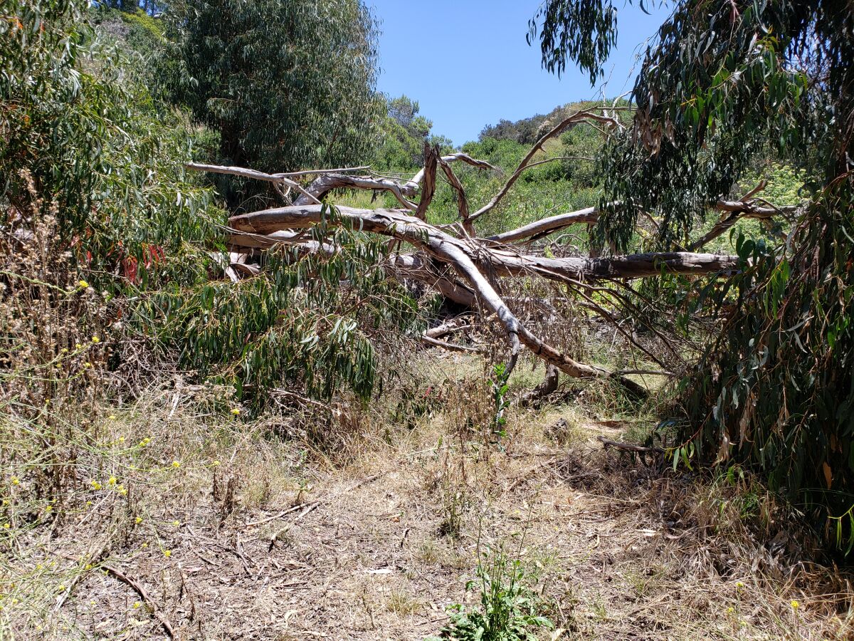 Dead trees and vegetation in Pottery Canyon have some area residents worried about fire risk.