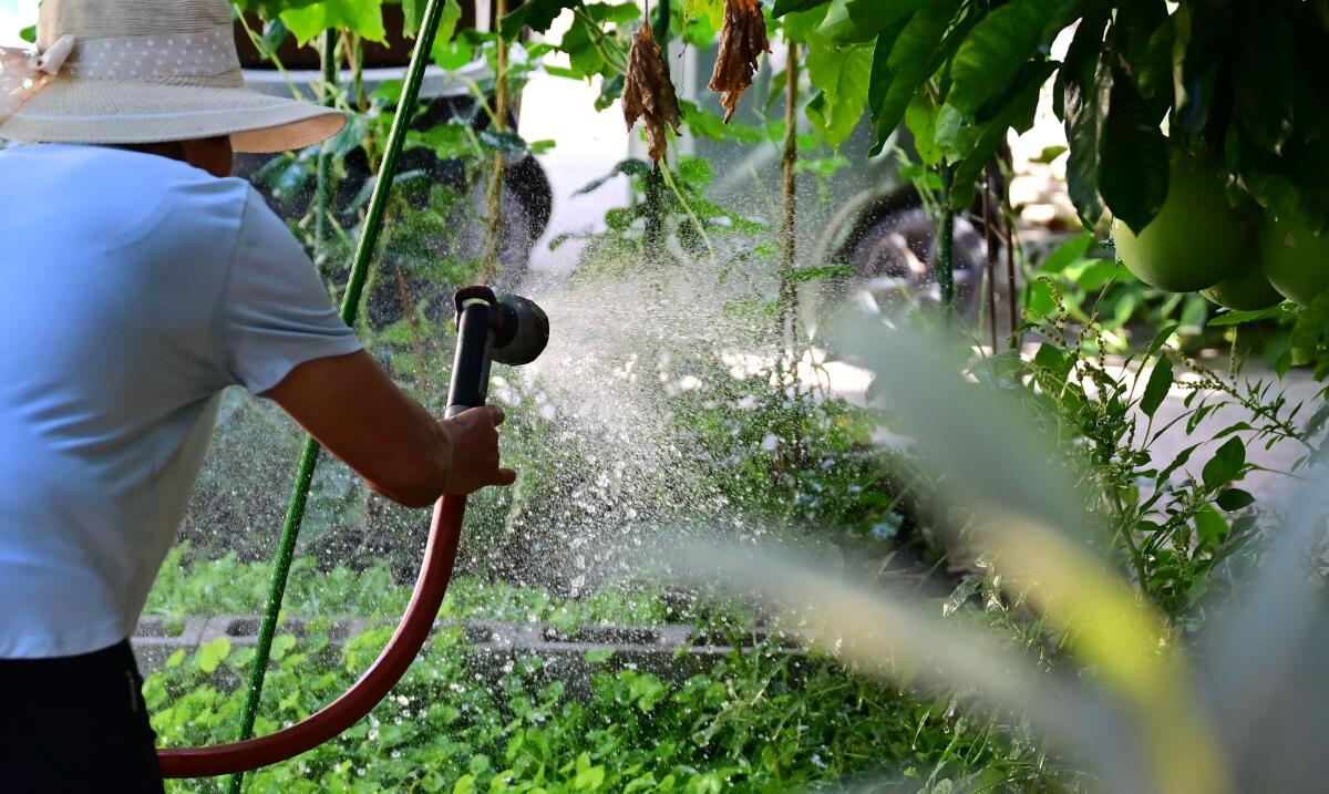 A woman waters her garden