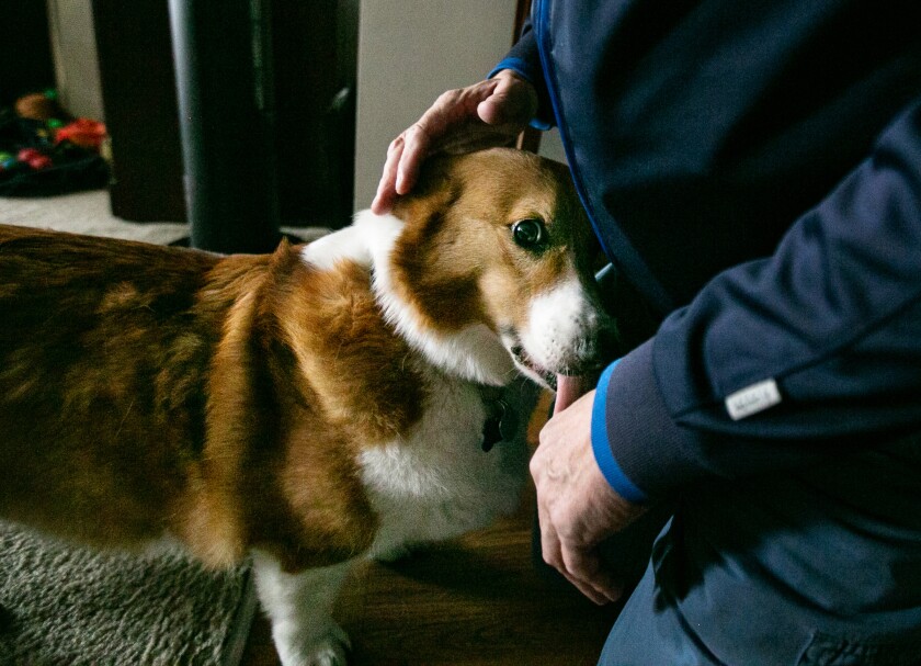A corgi staying with a foster family in Hollywood nuzzles up to his visiting owner, who is homeless.