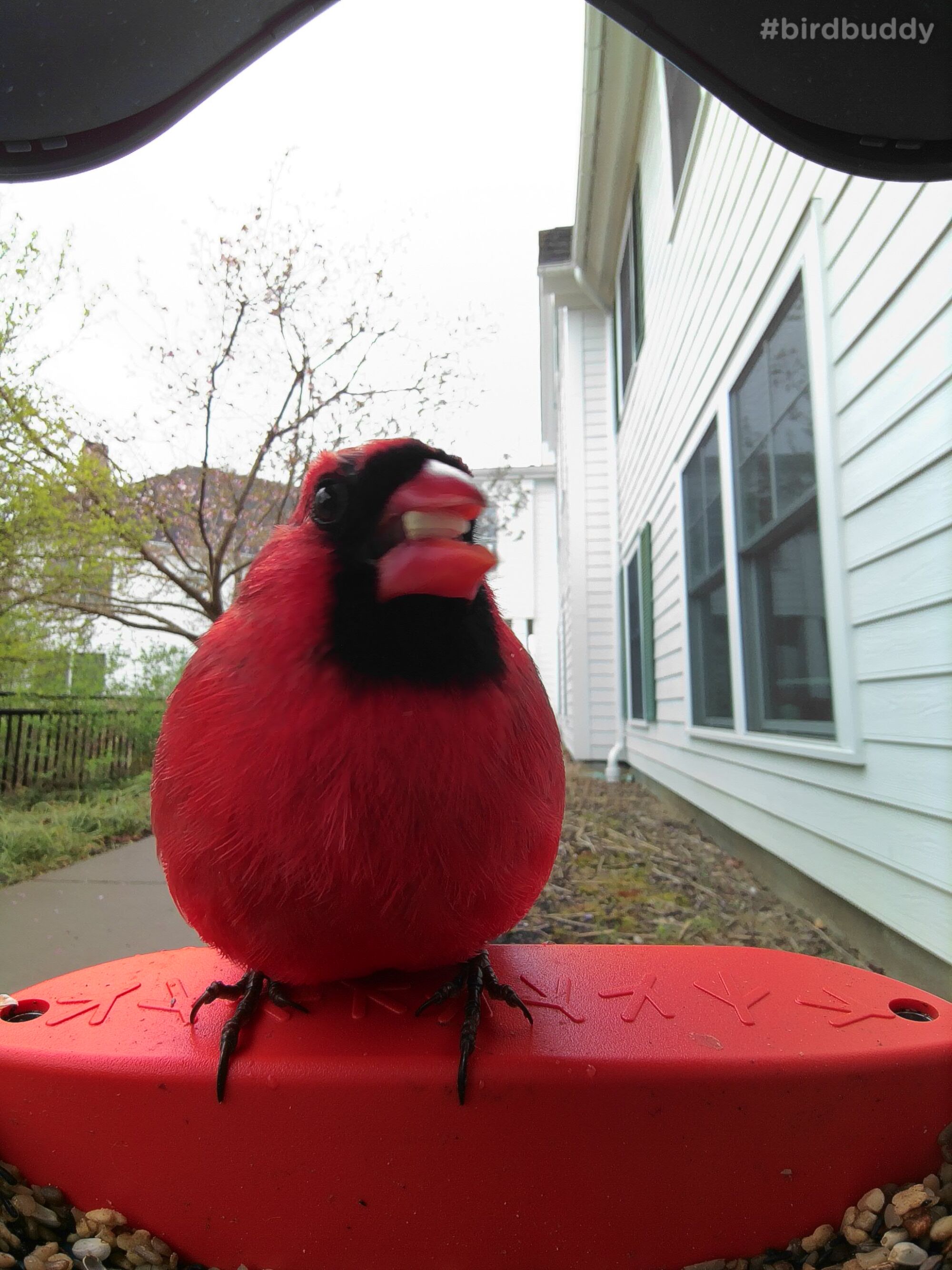 A close-up of a red cardinal with a seed in its beak at a bird feeder.