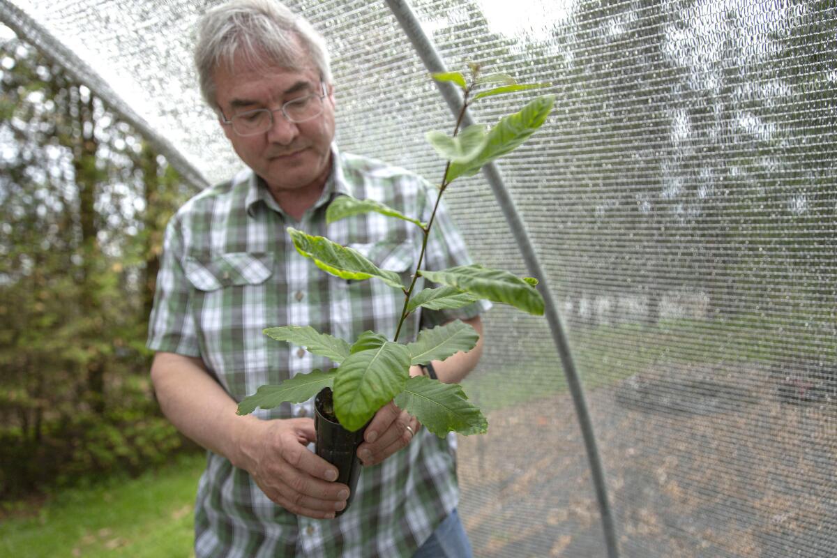 Bill Powell handles a GE chestnut seedling that’s almost ready to plant. (Allison Zaucha / For The Times)