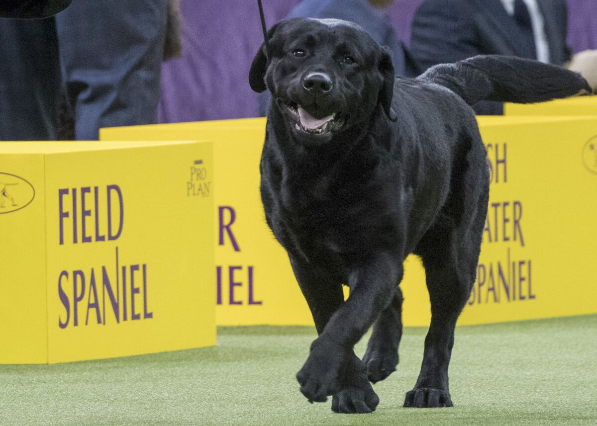 FILE - Memo, a Labrador retriever, competes in the sporting group during the 142nd Westminster Kennel Club Dog Show, at Madison Square Garden in New York, Feb. 13, 2018. The American Kennel Club’s annual popularity rankings come out Tuesday, March 15, 2022, and Labrador retrievers are the top dog. (AP Photo/Mary Altaffer, File)