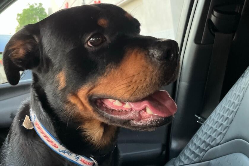 Rocco, a 2-year-old Rottweiler, was stolen from outside his Pasadena 
