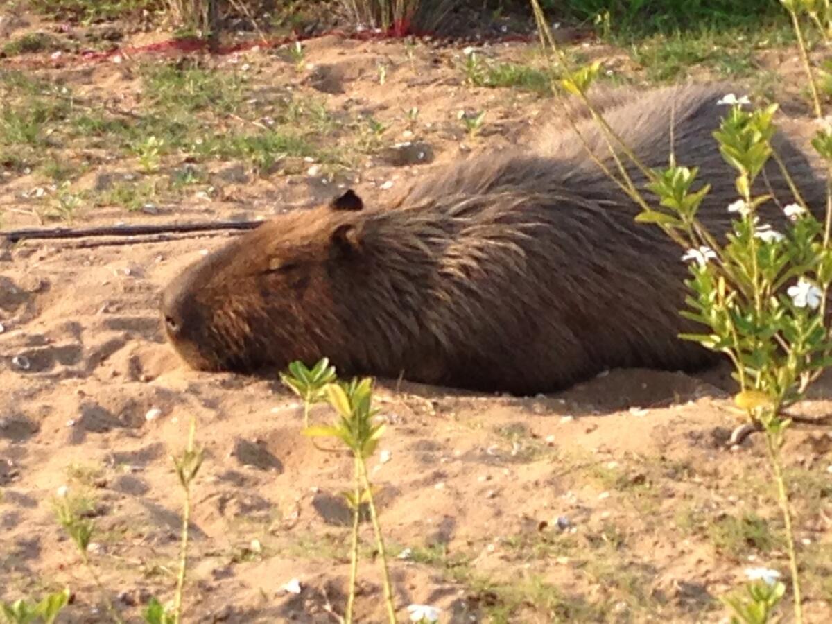 A capybara takes a snooze on the Rio Olympics golf course.