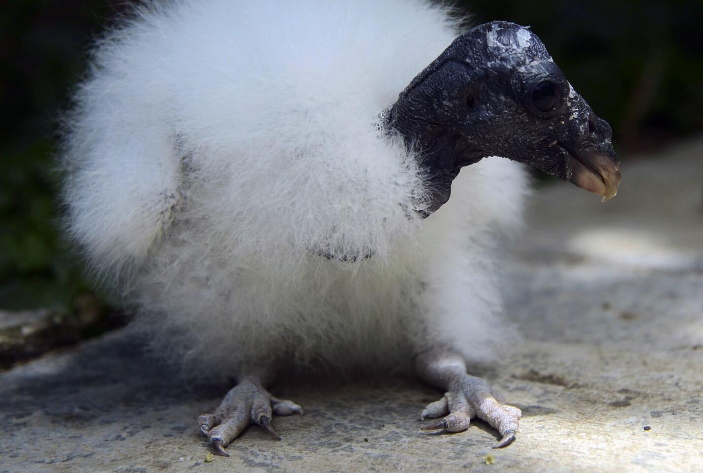 A King vulture chick -- born after its egg was artificially incubated for 58 days -- is seen at Santa Fe Zoo in Medellin, Colombia, on June 17, 2016.