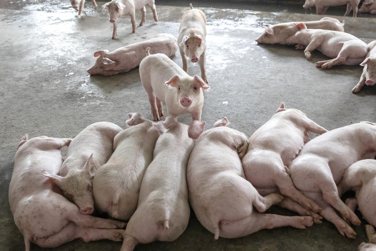 Hogs in a hog farm