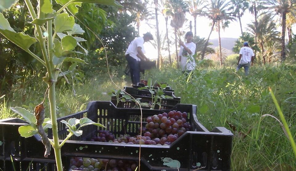 Ubicada en las faldas de la sierra La Giganta, la comunidad goza de un rico entorno natural en forma de oasis donde crece la uva llamada misión, que los habitantes de la zona buscan catalogar con denominación de origen.