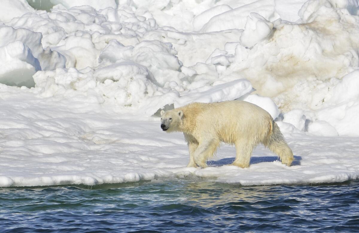 A polar bear dries off after taking a swim in the Chukchi Sea in Alaska. The U.S. Interior Department has said updated scientific models don't bode well for polar bear populations across the world, especially in Alaska, the only state in the nation with the white bears.