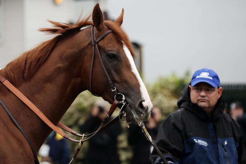 Alan Sherman walks with California Chrome at Belmont Park.