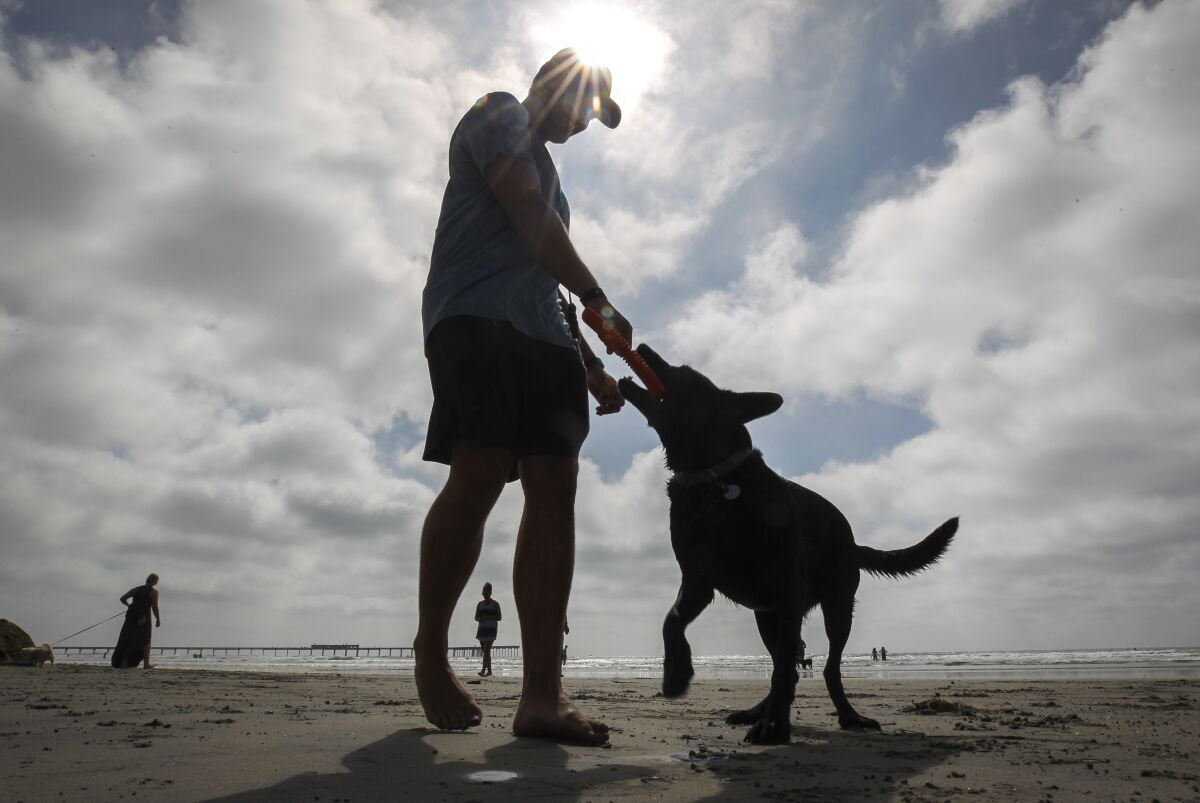 Ash Gunn and dog Natalie play at Ocean Beach's Dog Beach in September 2019.