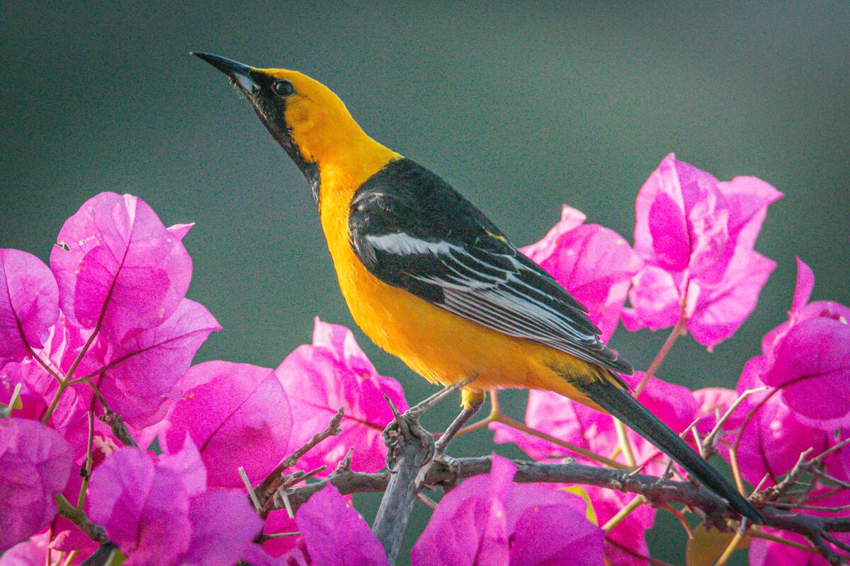  Just A Girl Who Loves Orioles Lover Feeder Watcher