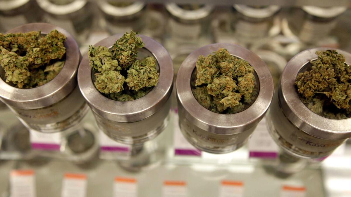 Different varieties of marijuana are displayed at a marijuana dispensary in Portland, Ore.