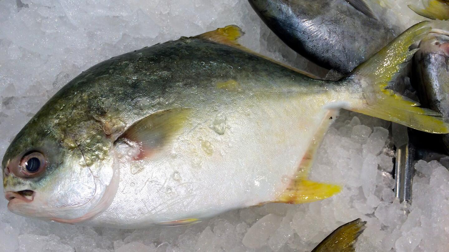 Golden pompano that looks straight from the sea at Seafood City.