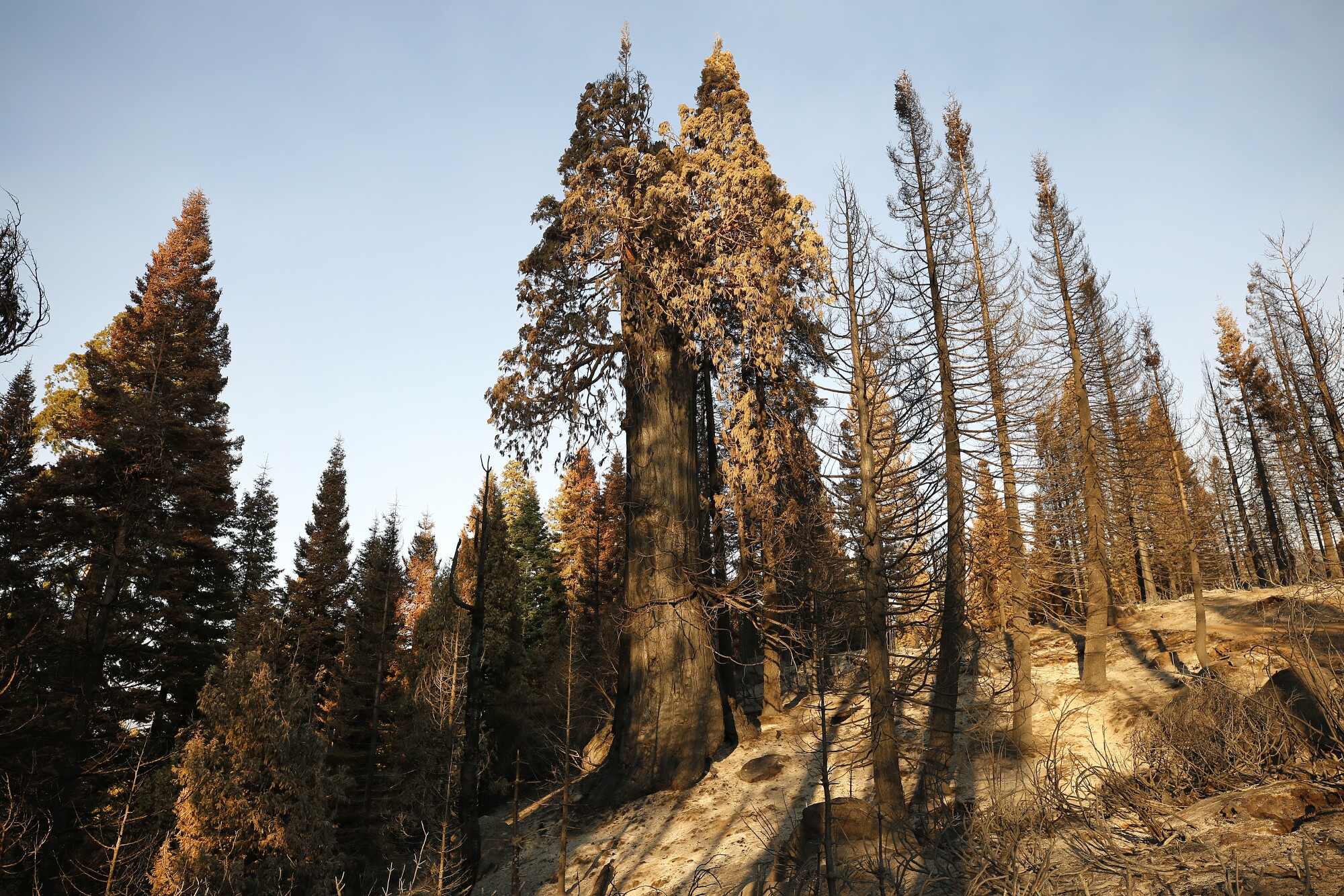 A grove of sequioa trees, some barren and some with green needles