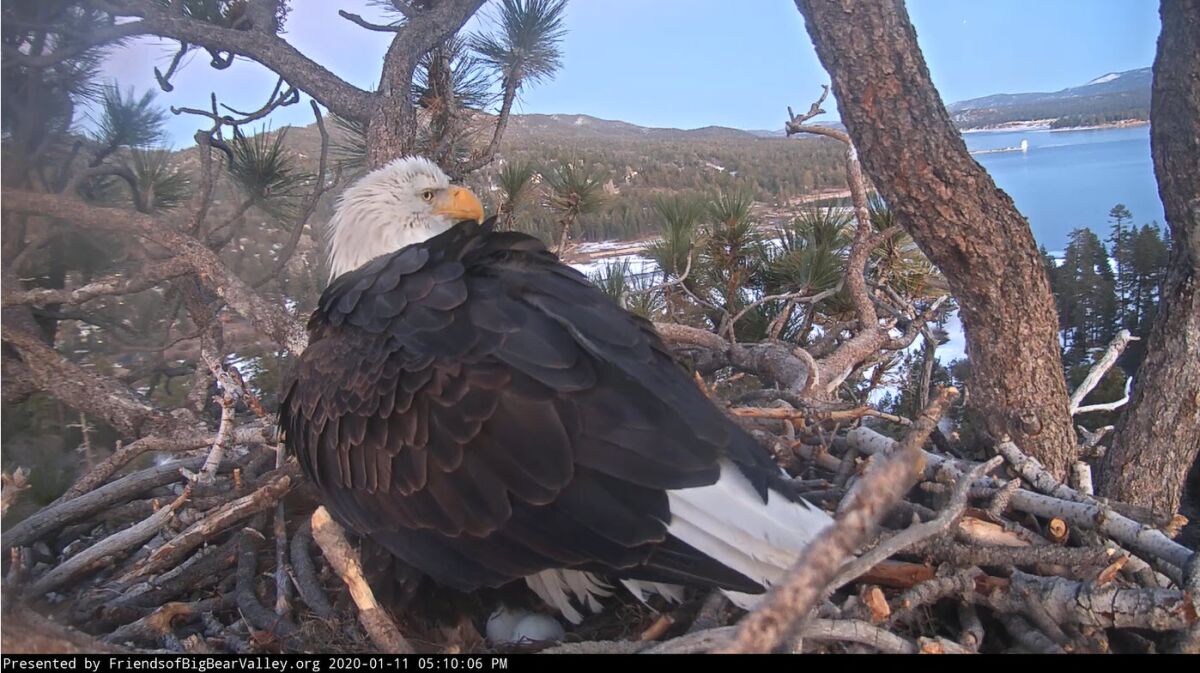 The photo, taken from the streaming eagle webcam, shows two eggs in the nest above Big Bear Lake.