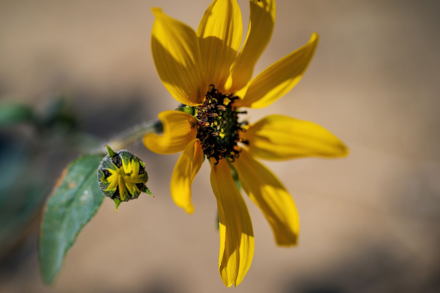 The gray desert sunflower in bloom at Anza-Borrego Desert State Park.