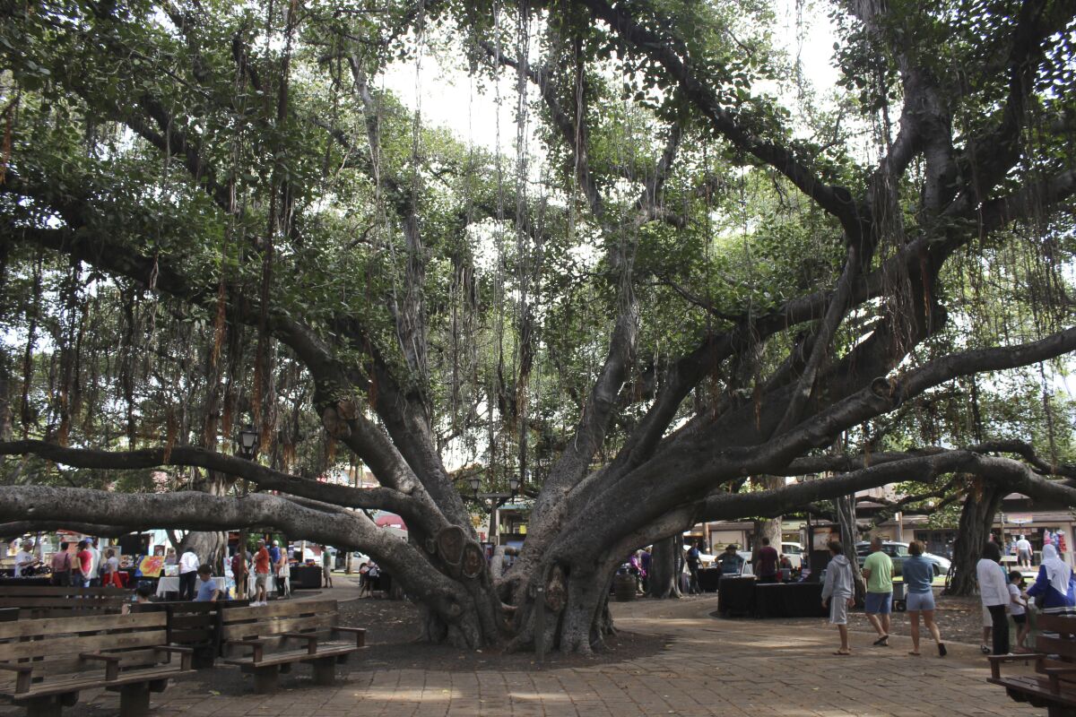 Şubat 2018'de Lahaina'nın tarihi Front Street'inde 150 yıllık bir banyan ağacı duruyor. Yangında kömürleşmişti.