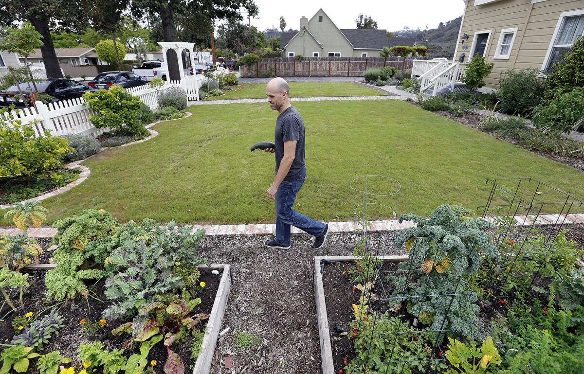 Cameron Clark of Santa Barbara gathers vegetables from a garden he installed in an effort to do more with less water amid the ongoing drought.