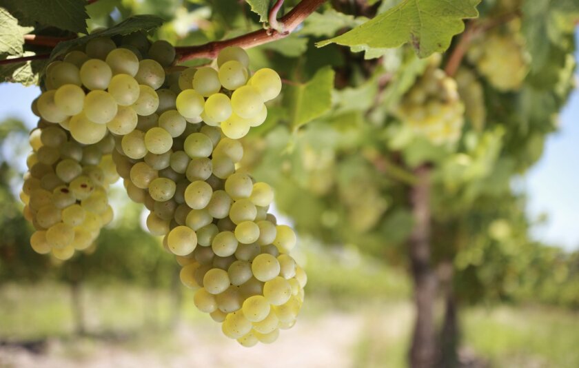 If you are starting a home vineyard, chardonnay grapes are a good choice.
