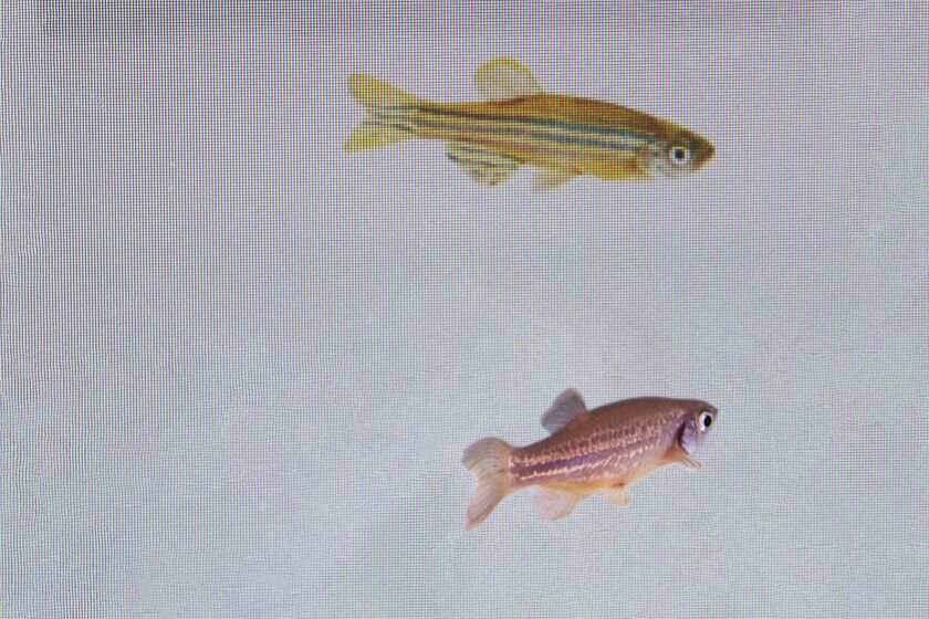 In this photo provided by researcher Rui F. Oliveira, a zebrafish, bottom, is monitored to see its reaction to a video of another at a laboratory in Oeiras, Portugal in March 2023. A study published on Thursday, March 23, 2023, in the journal Science shows that a relaxed fish can detect fear in other fish, and then become afraid itself – and that this ability is regulated by oxytocin, the same brain chemical that underlies the capacity for empathy in humans. (Rui F. Oliveira via AP)