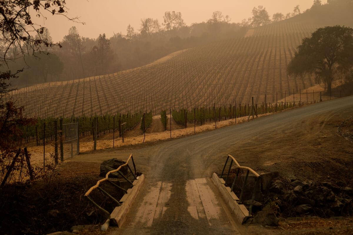 Fire-damaged vineyards at the Somerston Estate Winery & Vineyards in St. Helena. 