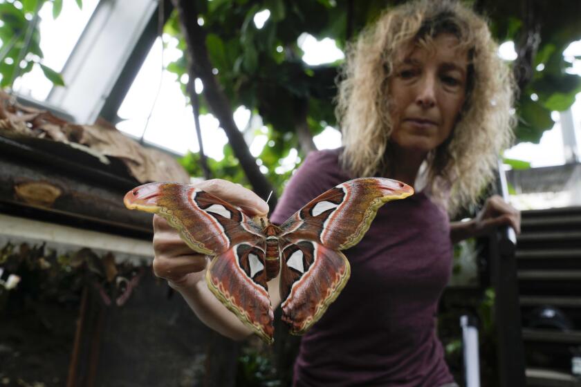 Ornithologist Francesca Rossi holds a newborn female Attacus lorquinii at the greenhouse of the Museo delle Scienze (MUSE), a science museum in Trento, Italy, Monday, May 6, 2024. The Butterfly Forest was created to bring public awareness on some of the research that MUSE is doing in Udzungwa Mountains to study and protect the world’s biodiversity against threats such as deforestation and climate change. (AP Photo/Luca Bruno)