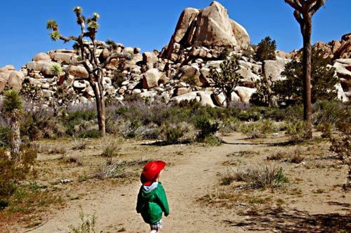 ADVENTURE: Seen through the eyes of 3-year-old Ian, Joshua Tree National Park is a whole new experience.