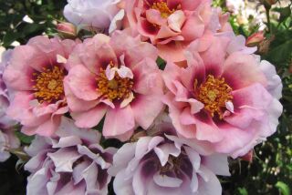 'Easy on the Eyes' is a pink shrub rose with wonderful disease resistance.