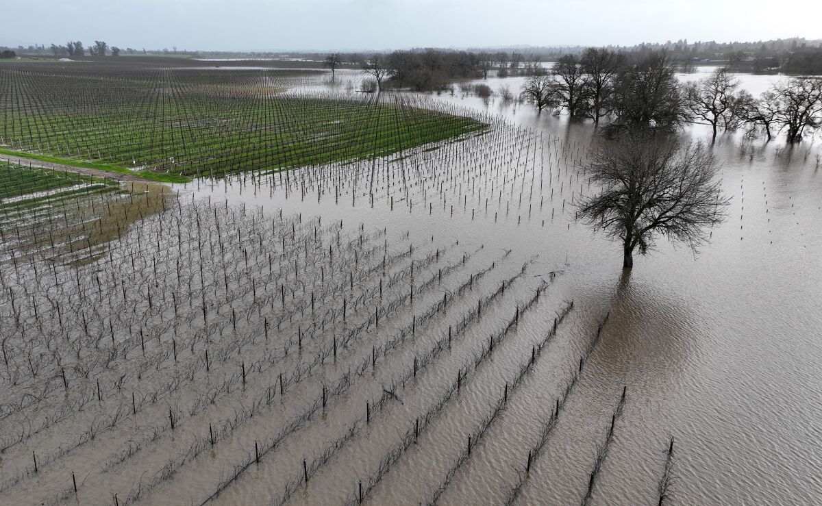 Grapevines are just visible above water in a field.